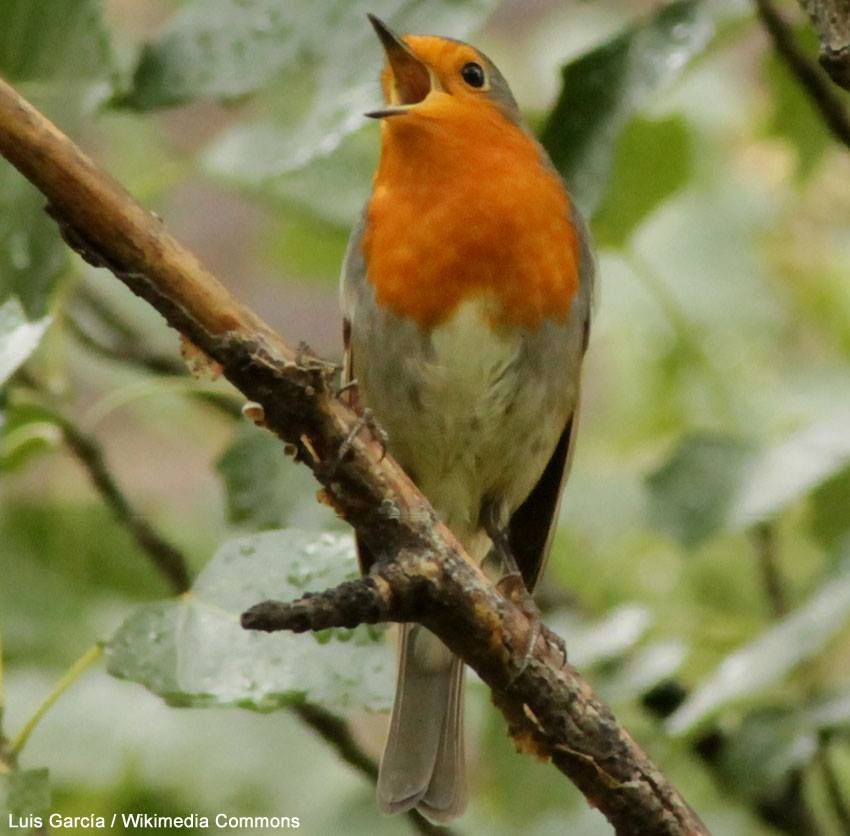 Les Britanniques n'arrivent généralement pas à identifier les chants des oiseaux
