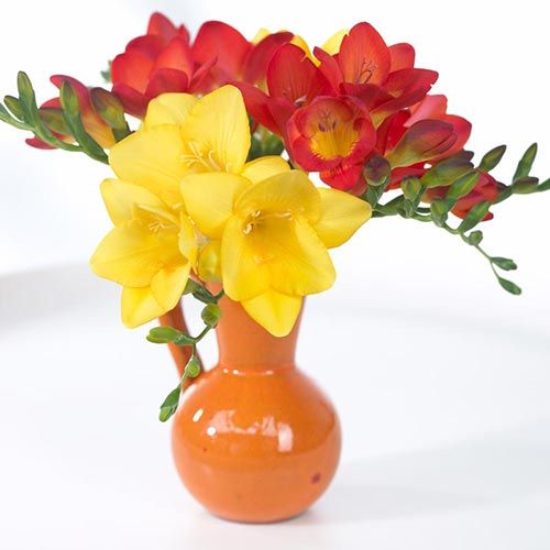Freesia Mix Landscaping Pinterest Spring Hill Nursery Freesia Mix Bulbs Spring Hill Nurseries