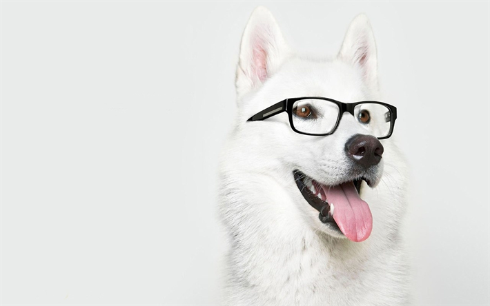 Download Wallpapers Laika Pets Muzzle Dogs Cute Animals White Dog Besthqwallpapers Com Animais Engracados Humor Com Cachorros Material Do Cao