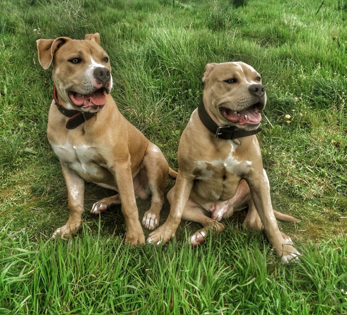 Vayron American Bully Bully Dog Dogs Animals