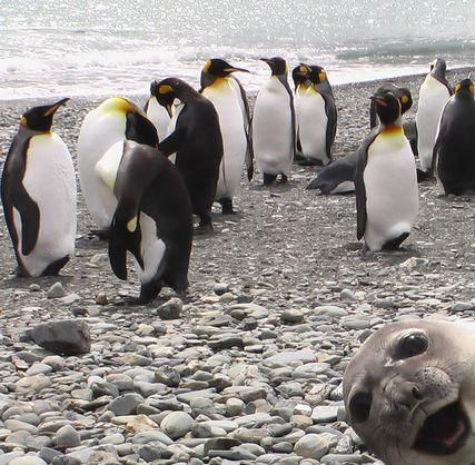 Can You Own A Penguin In California We Keep Careful Track Of All Our African Blackfooted Penguins As Part Of The Association Of Zoos And A With Images Monterey Bay Aquarium New England Aquarium Ocean Animals