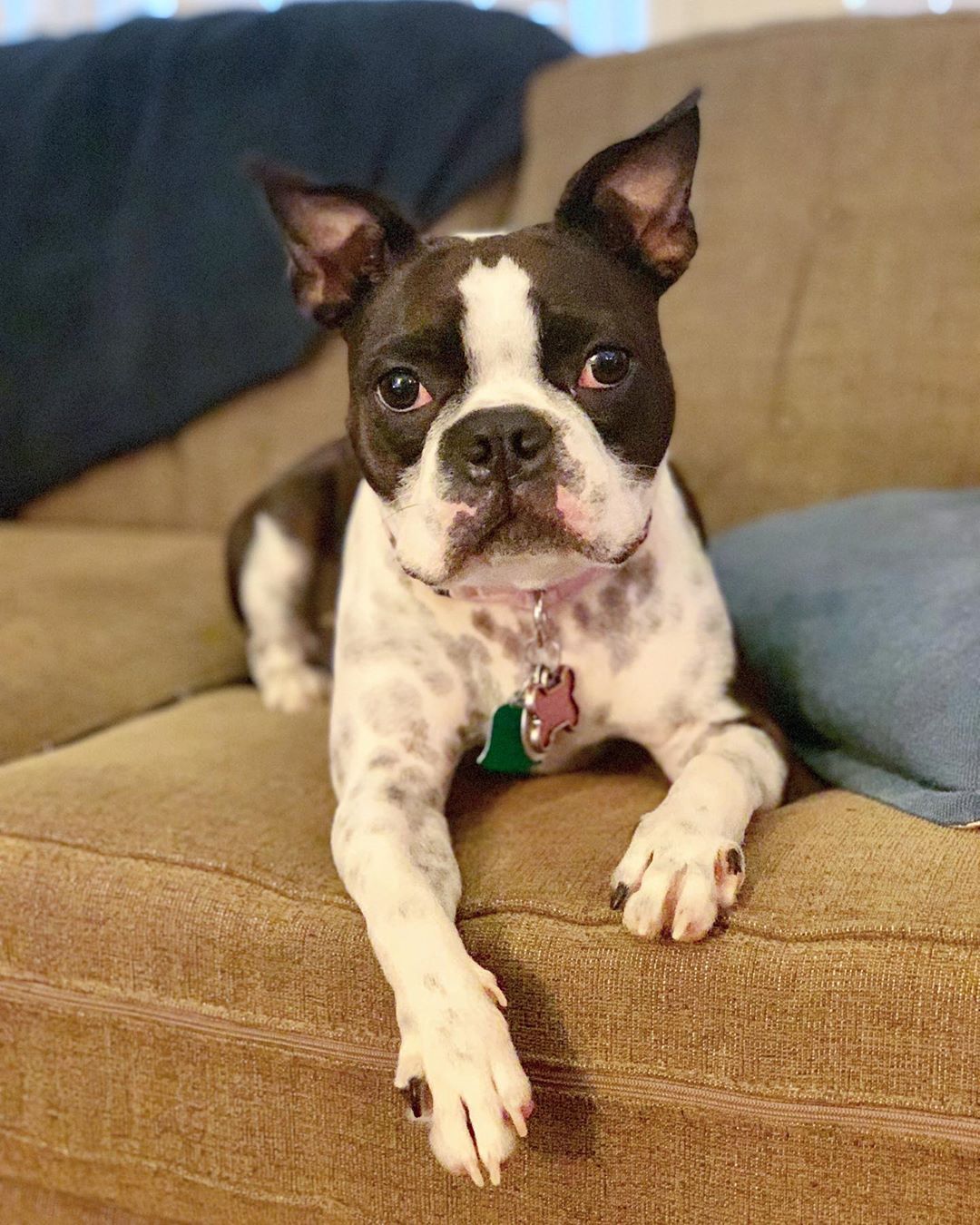Pin On Boston Terrier