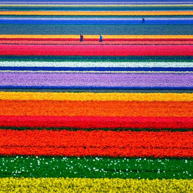 Willivia Tulip Fields Breathtaking Places Wonders Of The World