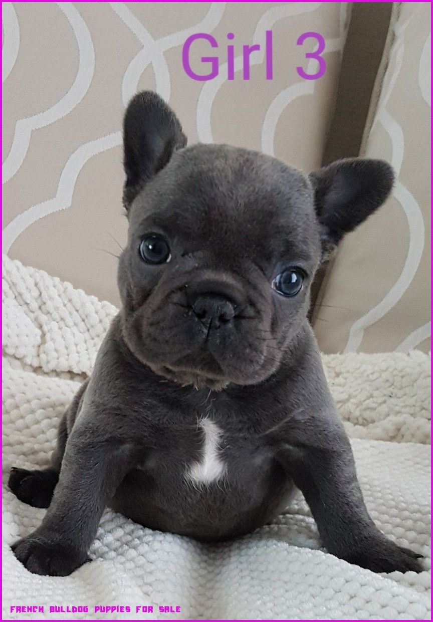 miniature english bulldog puppies for sale near me