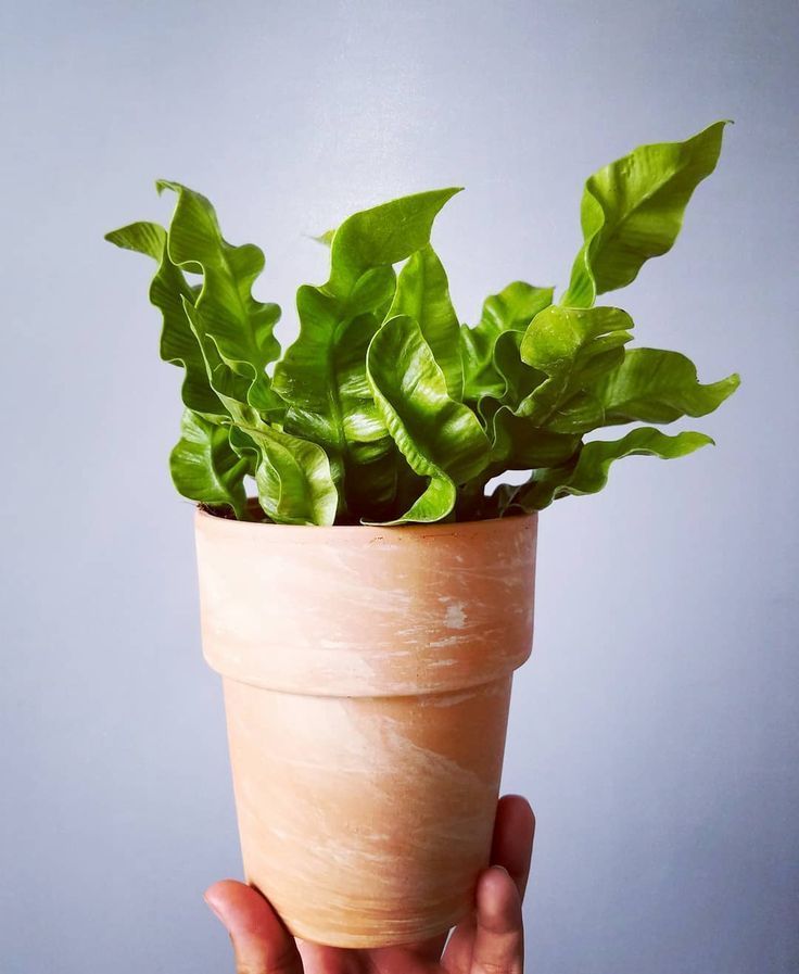 Wave fern