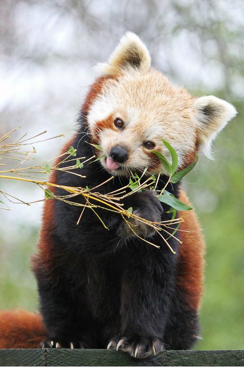 Red Panda Animals Beautiful Red Panda Animals Wild Red Panda Animals Beautiful Red Panda Animals Wild
