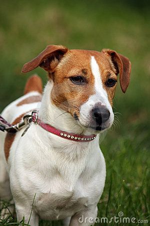 18 Unreal Jack Russell Cross Breeds You Have To See To Believe Jack Russell Jack Russell Mix Jack Russell Terrier