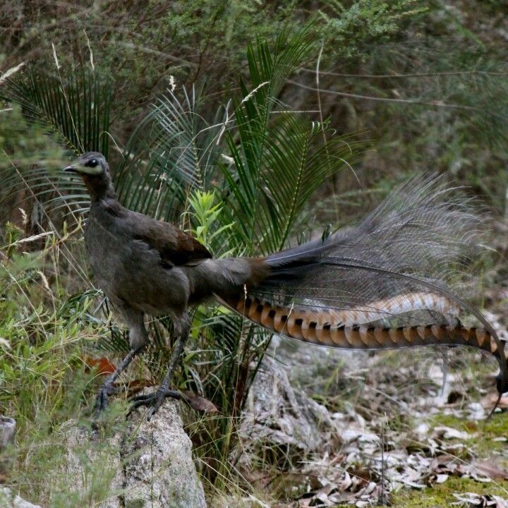 lyrebirds are famous australian native birds there are two species