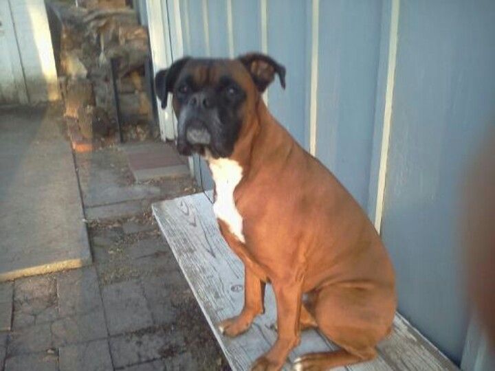 Our Proud Bosco Dogs Animals Boxer