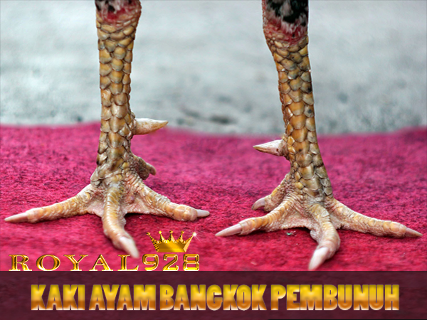 Kaki Ayam Bangkok Pembunuh Uang Disegani Penghobi Sabung Ayam Ayam