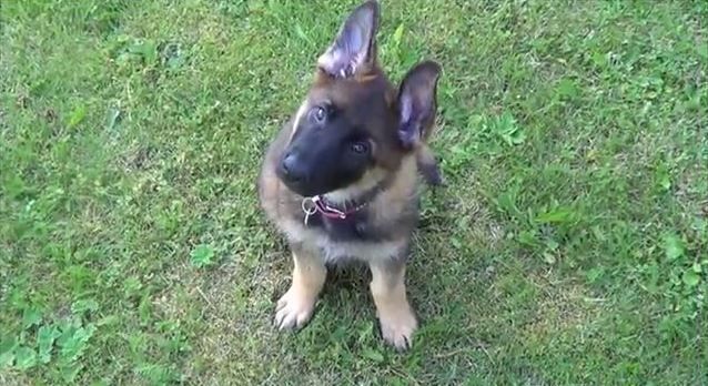 Saga Is 8 Weeks Old And Full Of Life What Is Cuter Than A German
