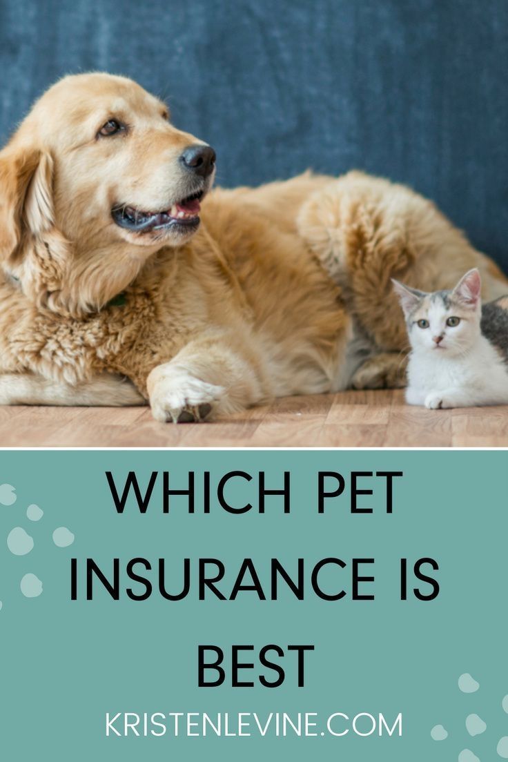 Which Pet Insurance Is The Best?