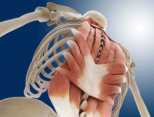 How to perfect your posture | Human muscle anatomy, Back muscle groups
