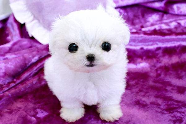 Smallest Dog In The World Smallest Dog Breeds In The World Dog