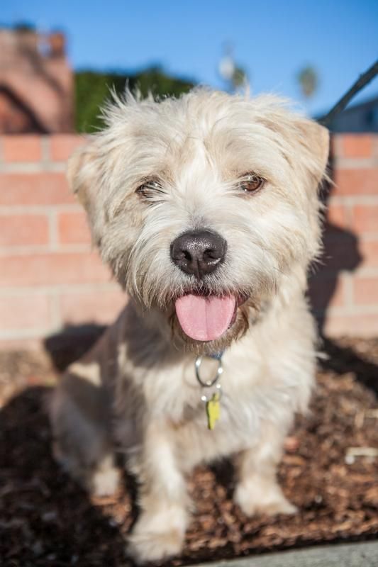 Dylan West Highland White Terrier Westie Mix Cairn Terrier