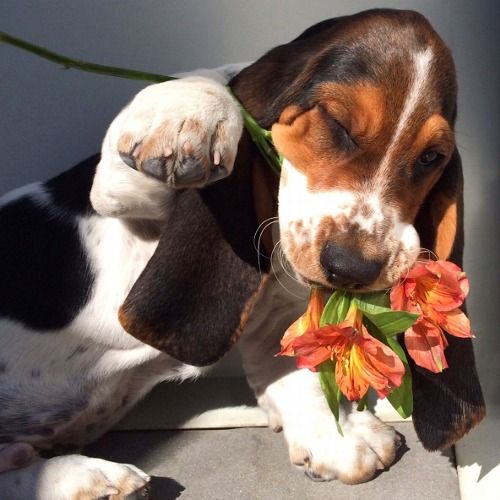 Pin On Basset Hound Love