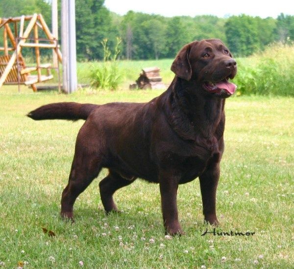 Cute Alert 16 Of The Cutest Labrador Puppy Pictures Ever 4 Is
