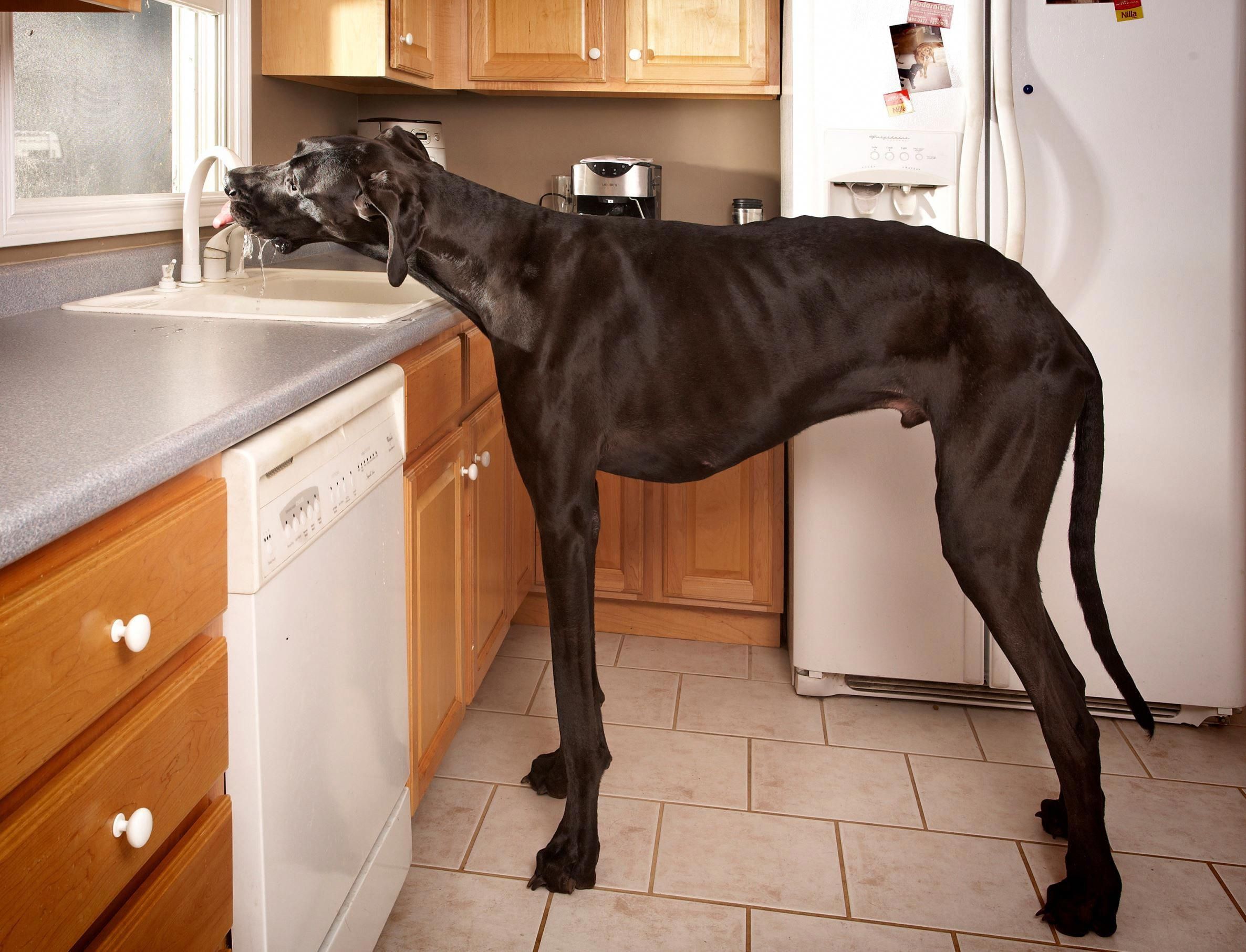 Great Dane Patient And Friendly World S Tallest Dog Tallest