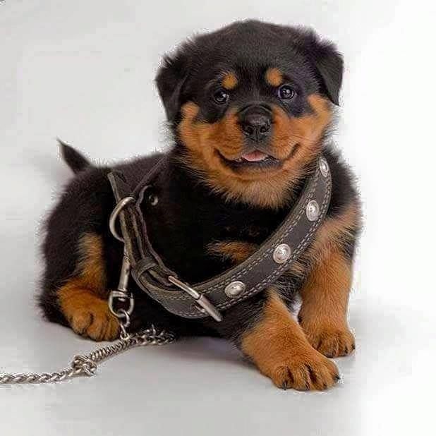 Rottweiler Puppies 38 Pictures Rottweiler Rottweiler
