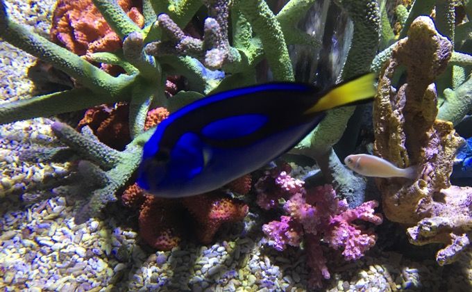 ドリーこと ナンヨウハギの生態と飼育方法 水質の変化に敏感で 初心者は注意が必要です Woriver ナンヨウハギ 海水魚 美しい魚 ドリーこと ナンヨウハギの生態と飼育方法 水質の変化に敏感で 初心者は注意が必要です Woriver ナンヨウハギ 海水魚 美しい魚
