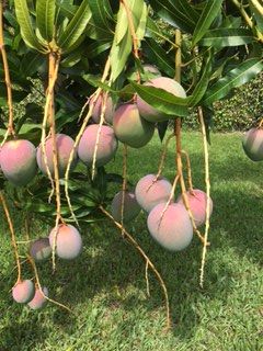 mangoes