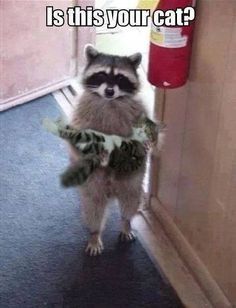 24 Times Raccoons Were Good Citizens Of The World 24 Times Raccoons Were Good Citizens Of The World