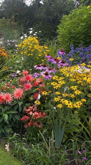 How to Create a Herbaceous Border on a Budget