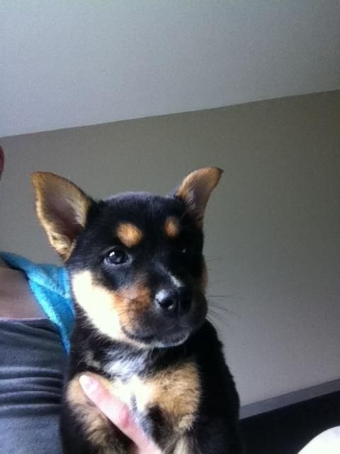 Adopt Mason On Siberian Husky Dog Dogs Husky Shepherd Mix