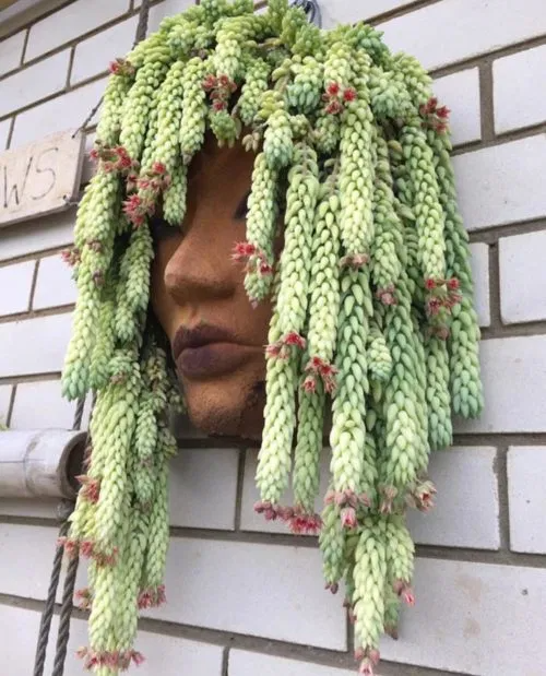 Cómo cuidar de la suculenta cola de burro – Succulent Avenue Cómo cuidar de la suculenta cola de burro – Succulent Avenue