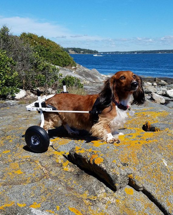 Rear Support Dog Wheelchair Dog Wheelchair Support Dog Dogs