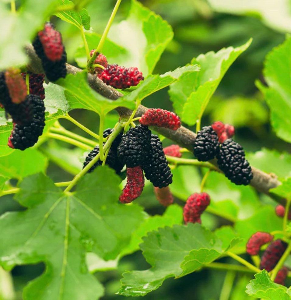 Mulberry Tree Established One Gallon Fruit Tree Fruit Etsy Mulberry mulberry-tree-established-one-gallon-fruit-tree-fruit-etsy-mulberry