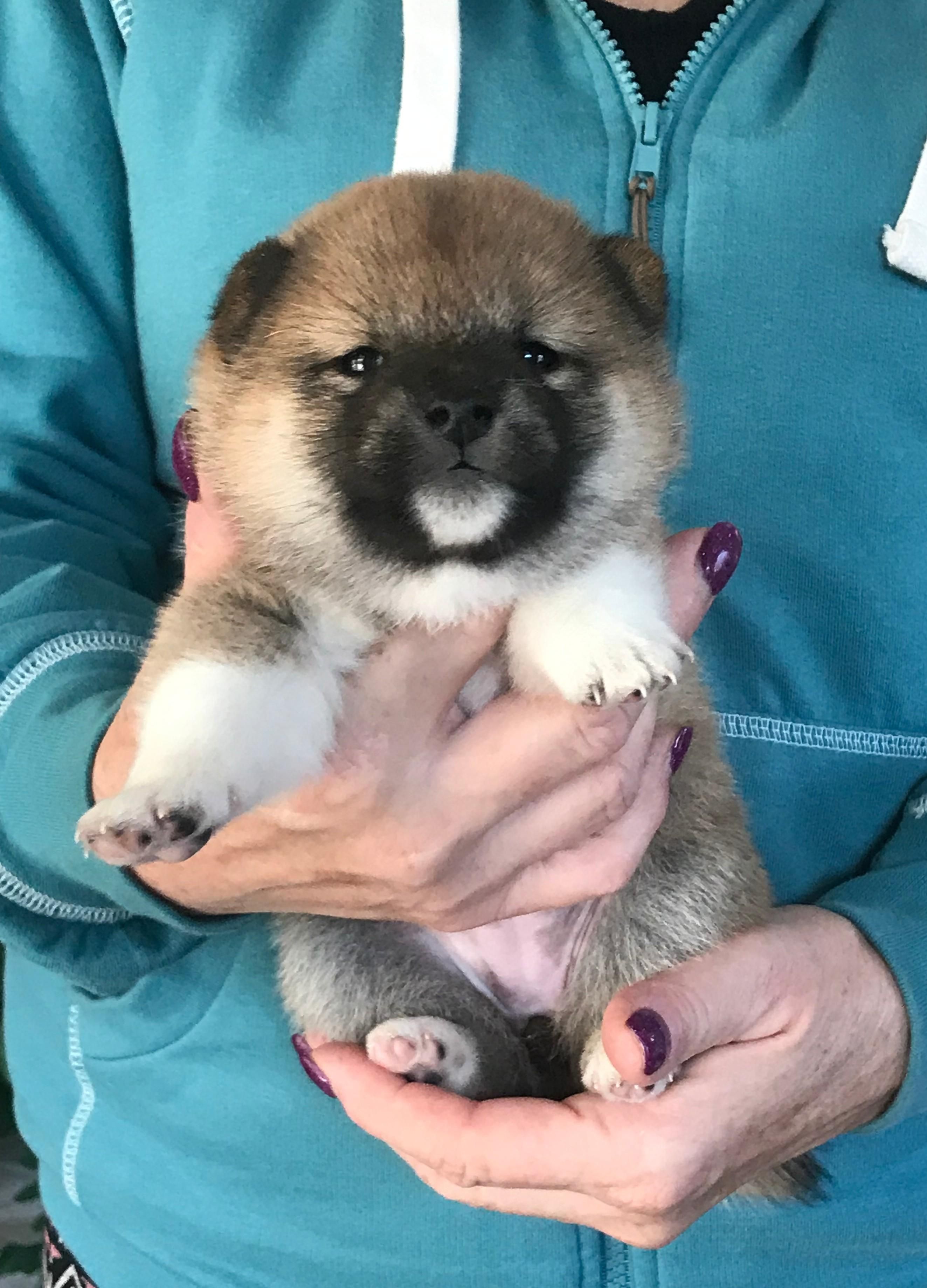 Our 4 Week Old Shiba Miho Cant Wait To Take Her Home Please