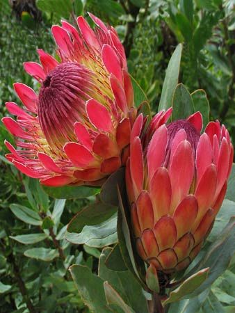 Landscape Roger S Gardens Succulent Landscape Design Succulent Garden Design Landscape Design