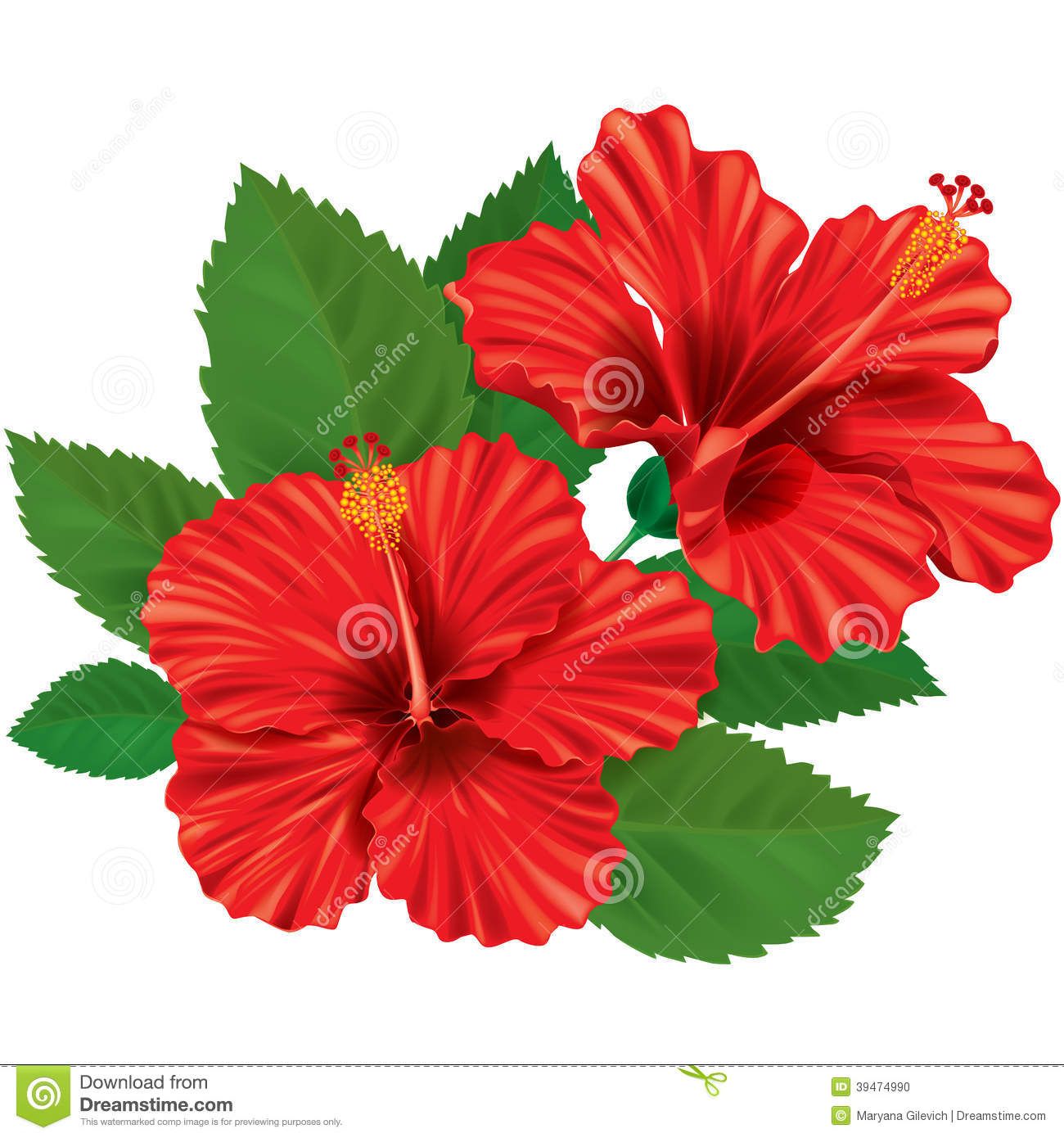 Цветок гибискуса Иллюстрация вектора - изображение: 39474990 Hibiscus Drawing, Flower Drawing, Hawaiian Flowers, Hibiscus Flowers, Fabric Painting, Flower Painting, Children Images, Seashell Crafts, Amazing Flowers