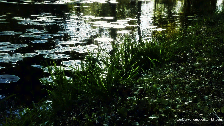 GIF Experiments | Water pond, Nature, Ocean