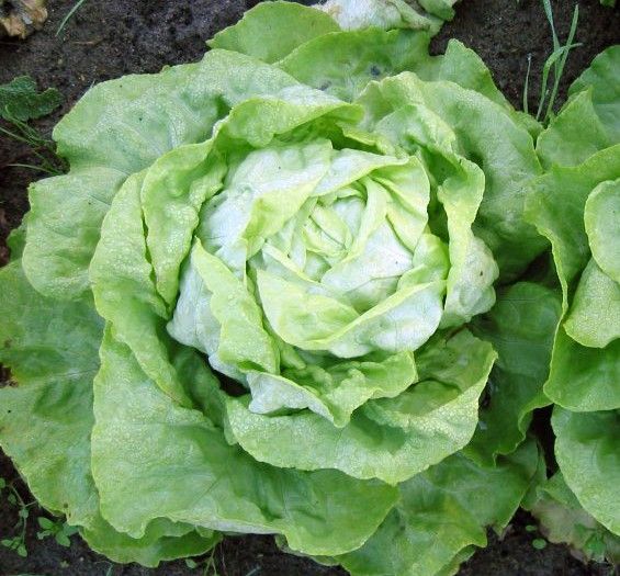 Ab Wann Kann Man Salat Anpflanzen Kopfsalat_Wikipedia_Rasback | Kopfsalat, Salat pflanzen, Salat ziehen