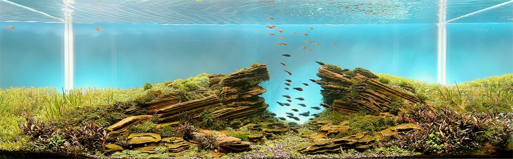 Way to heaven, Dmitriy Parshin. Russia. | www.eklectica.in Planted Aquarium, Aquarium Terrarium, Aquarium Fish, Fish Aquariums, Aquarium Ideas, Aquarium Landscape, Nature Aquarium, Aquascape Design, Aquarium Design