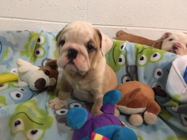 Bulldog Puppy For Sale In Richmond Va Adn 33054 On Puppyfinder