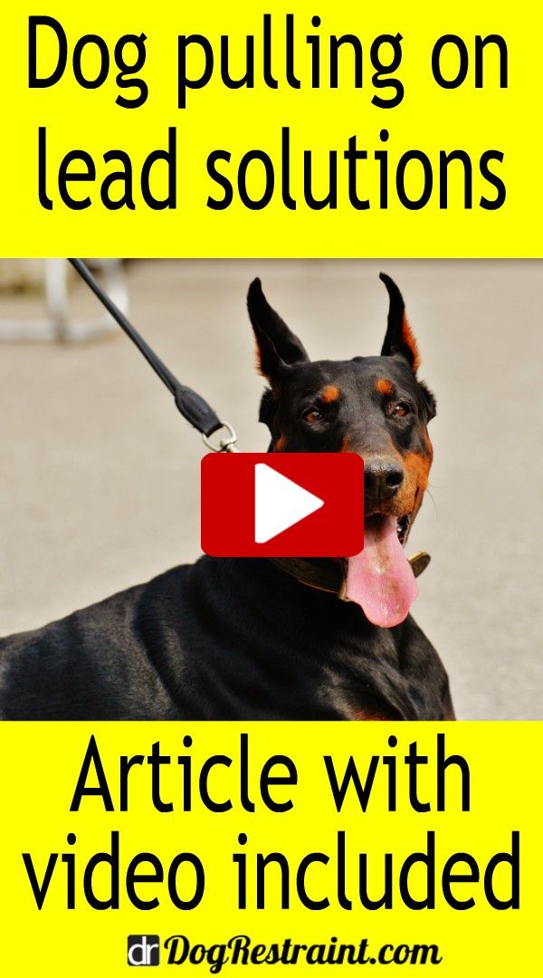 Dog Pulling On Lead Solutions Stop Dog From Pulling On Leash