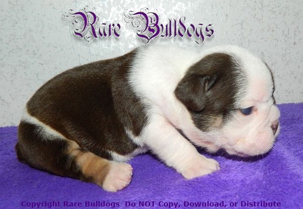 Available Soon Akc Chocolate Tri English Bulldog Boy Meet Munch