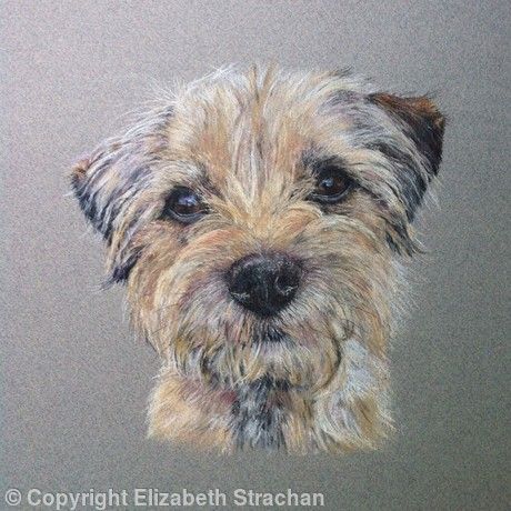 Hazel Pastel Dog Paintings Border Terrier Dog Portraits