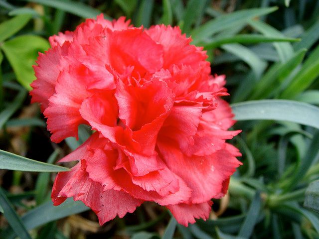 Ohio State Flower Scarlet Carnation Carnations Flowers Flower Picks