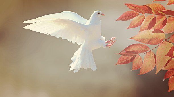 Hayvan Resimleri (100.000 HD Fotoğraf) - Pixabay Free Pictures, Free Photos, Free Images, The Servant Song, Receiving The Holy Spirit, Isaiah 42, White Pigeon, Dove Bird, When You Believe