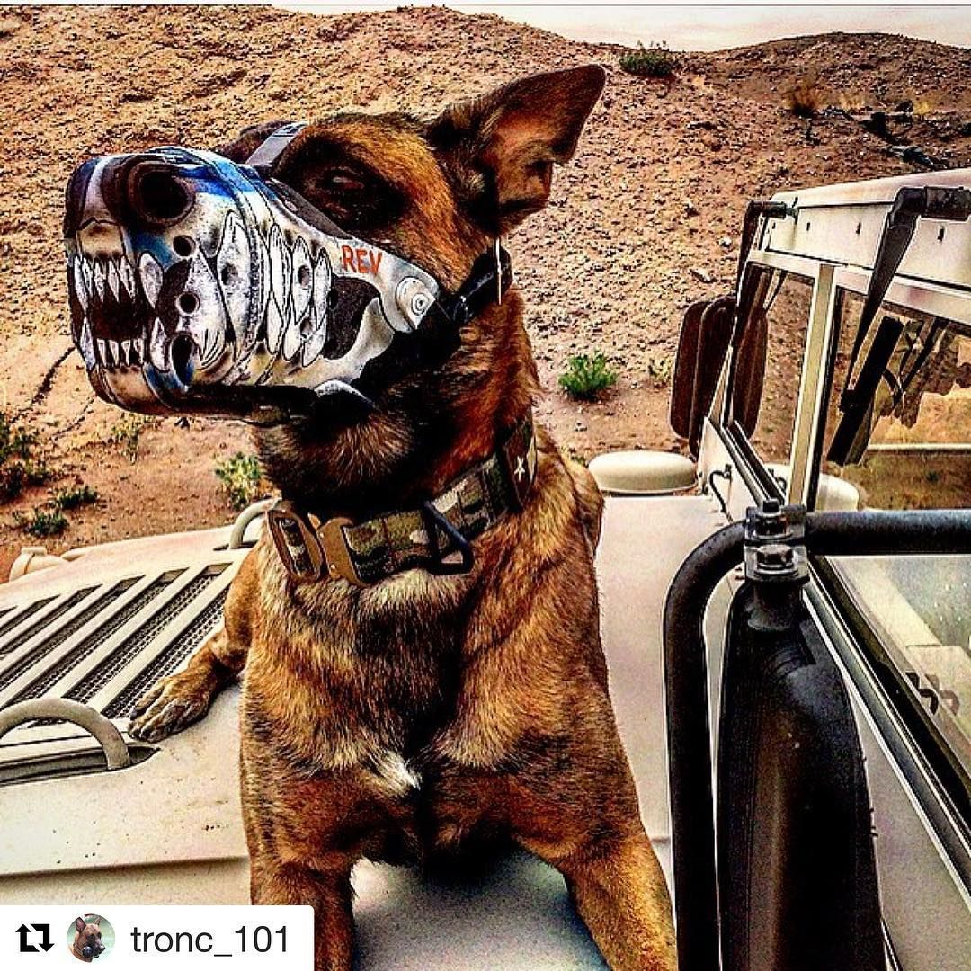 331 Likes, 2 Comments WorkingDogDryGoods