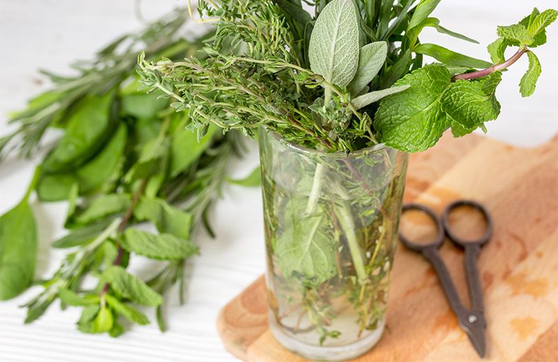 Indoor Herb Garden 10 Herbs You Can Grow In Water Herbs Indoors