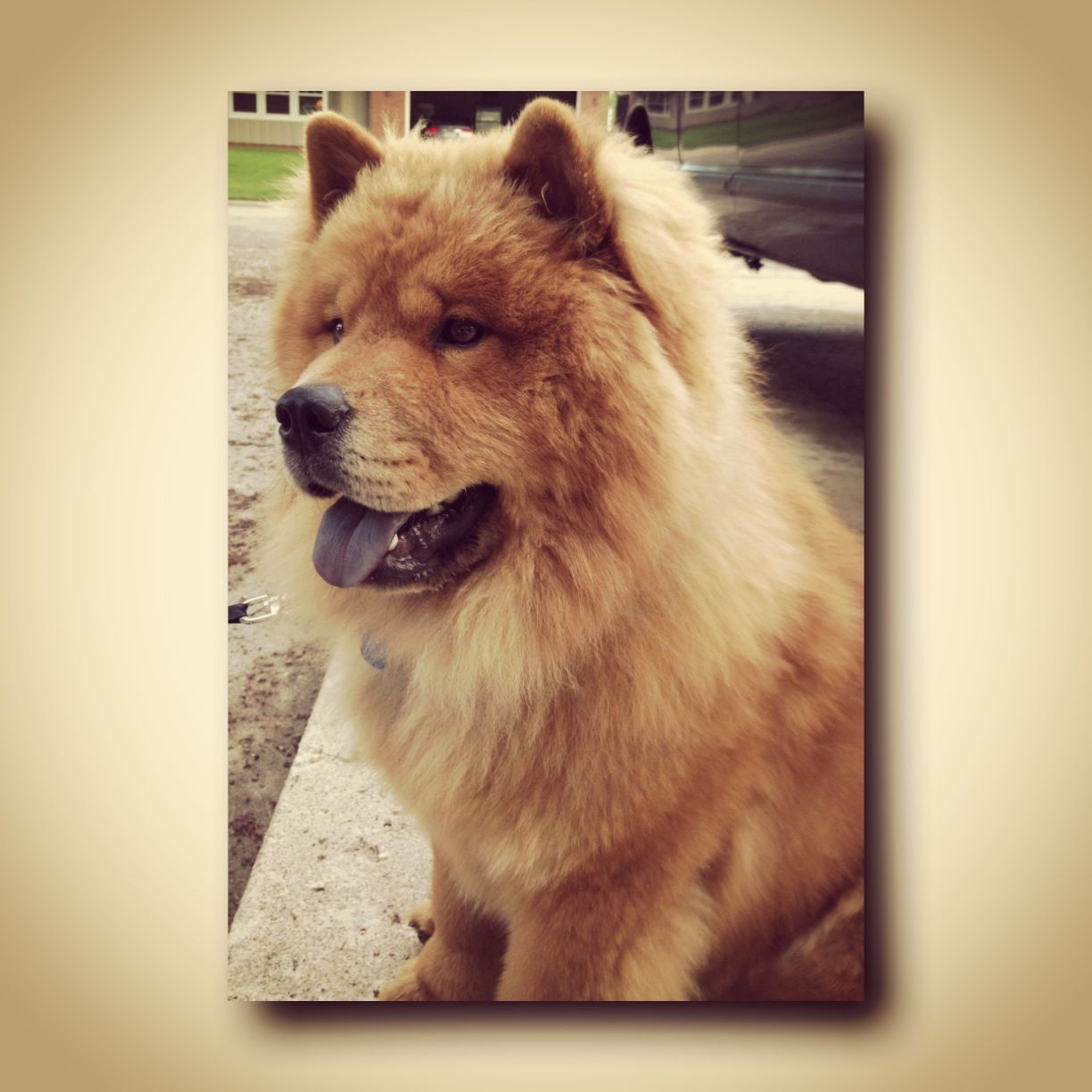 Chow Chow Boo The Dog Chow Chow Dogs Chow Chow