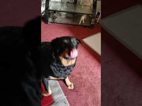 Joliet Il Rottweiler Meet Roxy A Pet For Adoption Adoptable