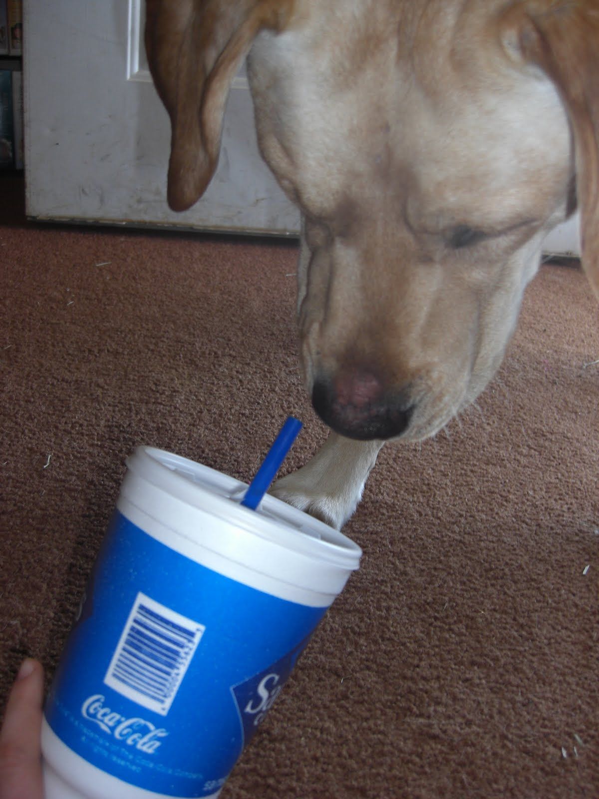 Boy Makes Dog Food Mess Disaster You Can Get More Details By