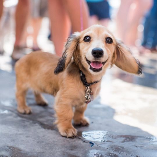 Carter Miniature Dachshund 4 M O Barkfest 2015 Brooklyn Ny