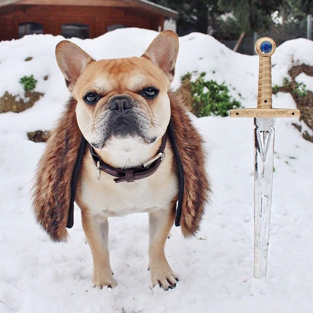 15 dogs who can t wait for the game of thrones season premiere cute dogs and puppies small dog costumes dapper dogs